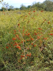 Coprosma cheesemanii