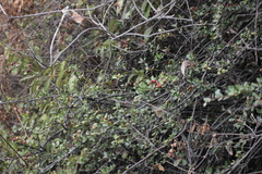 Hesperomeles cuneata