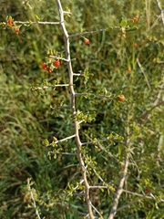 Coprosma cheesemanii