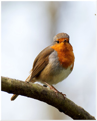Erithacus rubecula