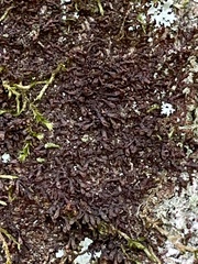 Frullania kunzei