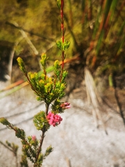 Erica daphniflora