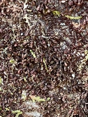 Frullania kunzei