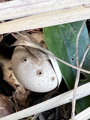 Myriostoma