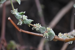 Minthostachys mollis