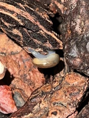 Oxychilus draparnaudi