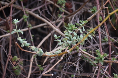 Minthostachys mollis