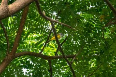 Culicicapa ceylonensis