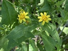 Trixis inula
