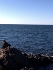 Balaenoptera acutorostrata