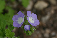 Phacelia patuliflora
