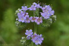 Phacelia congesta