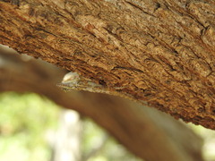 Anolis brevirostris