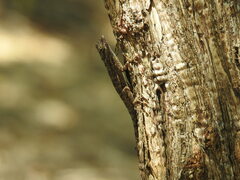 Anolis brevirostris
