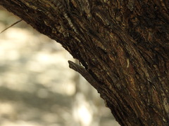 Anolis brevirostris