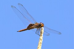 Tramea insularis