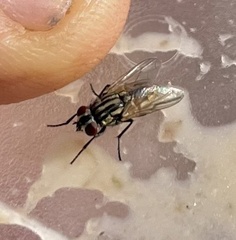 Graphomya maculata