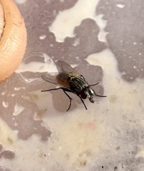 Graphomya maculata