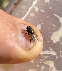 Graphomya maculata