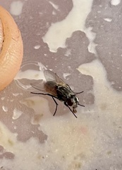 Graphomya maculata