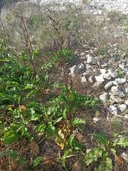Rumex patientia