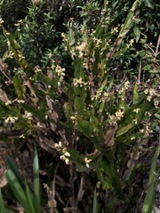 Baccharis genistelloides