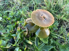 Gliophorus psittacinus