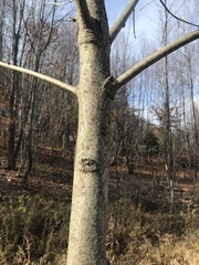 Fraxinus nigra
