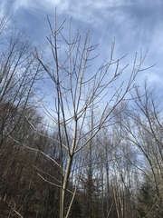 Fraxinus nigra