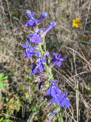 Lobelia