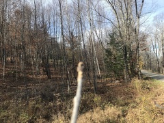 Fraxinus nigra