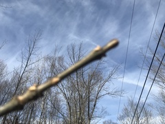 Fraxinus nigra