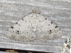 Digrammia pallidata