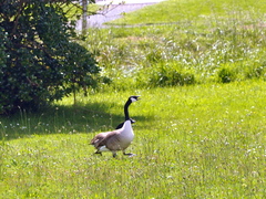 Branta canadensis maxima