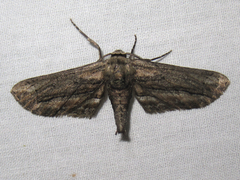 Holochroa dissociarius