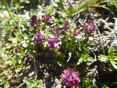 Thymus longicaulis