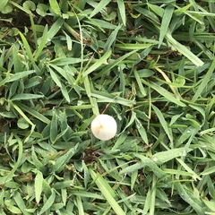 Conocybe apala albipes