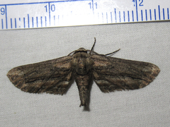 Holochroa dissociarius