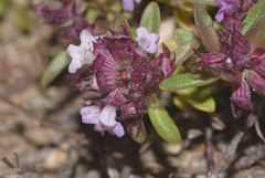 Thymus longicaulis