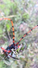 Stenaspis verticalis