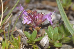 Thymus longicaulis