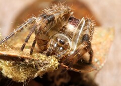 Kapogea sellata