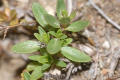Thymus longicaulis