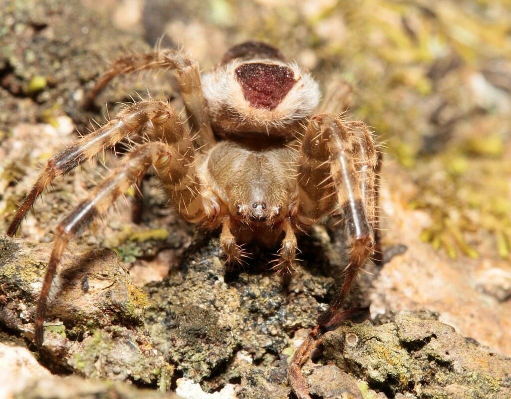 orb weavers