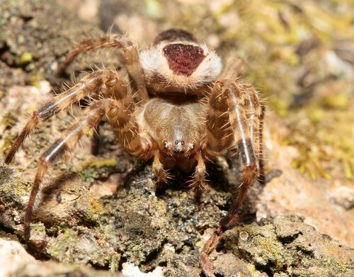 orb weavers
