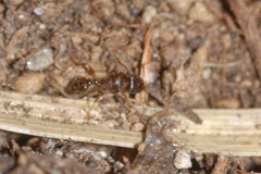 Tetramorium caespitum