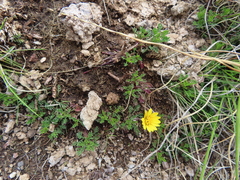 Ursinia montana