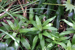 Bromeliaceae
