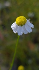 Matricaria chamomilla