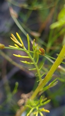 Matricaria chamomilla